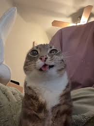 Mèo Vô Tri